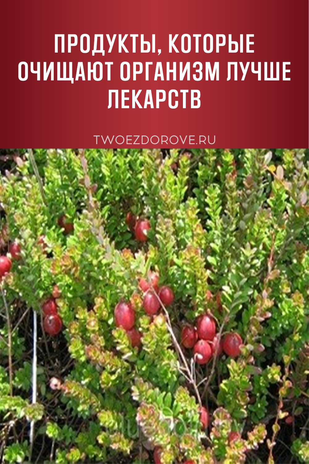 Продукты, которые очищают организм лучше лекарств