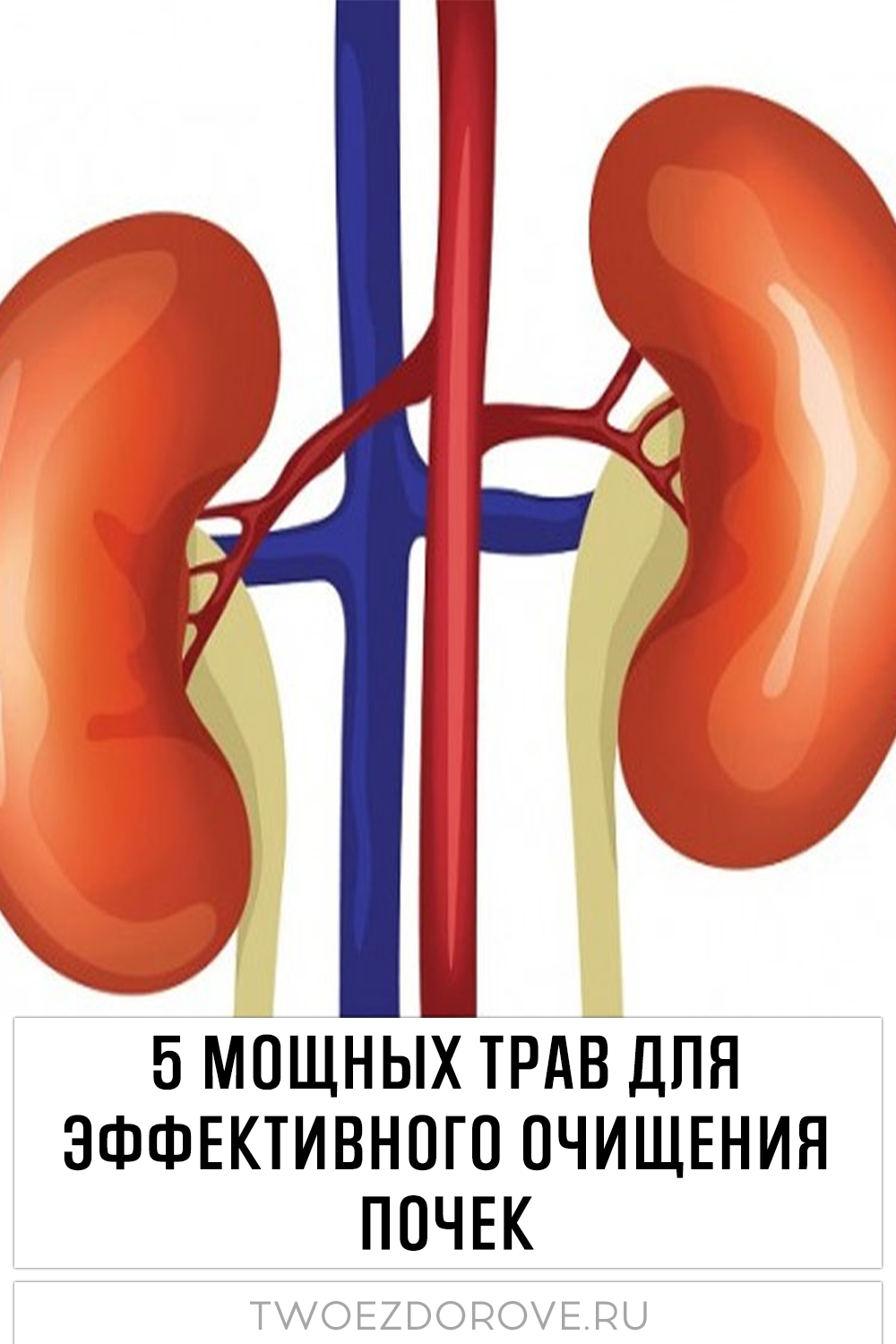 5 мощных трав для эффективного очищения почек
