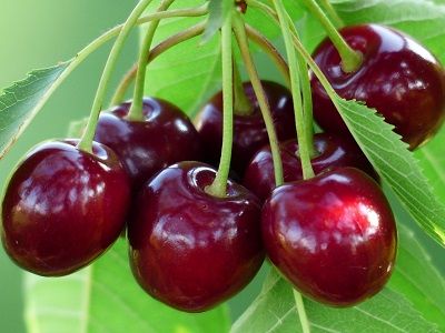 Черешня: польза и вред для здоровья человека