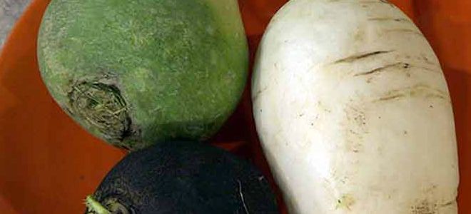 какая редька полезнее черная белая или зеленая