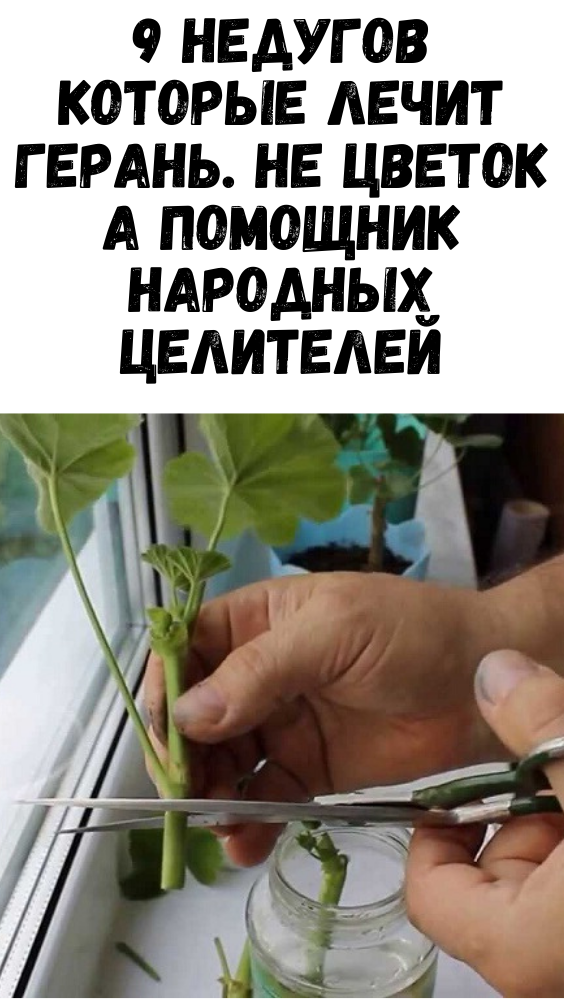 9 НЕДУГОВ КОТОРЫЕ ЛЕЧИТ ГЕРАНЬ. НЕ ЦВЕТОК А ПОМОЩНИК НАРОДНЫХ ЦЕЛИТЕЛЕЙ