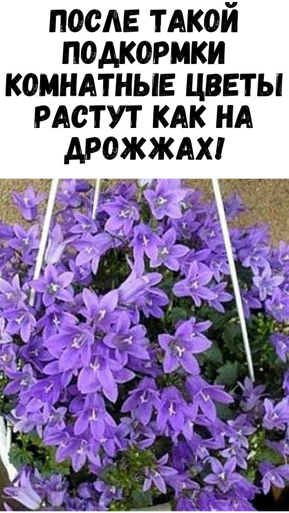 После такой подкормки комнатные цветы растут как на дрожжах!