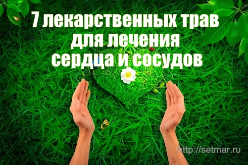 7 лекарственных трав для лечения сердца и сосудов