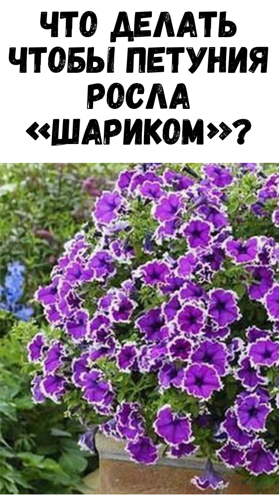 ЧТО ДЕЛАТЬ ЧТОБЫ ПЕТУНИЯ РОСЛА «ШАРИКОМ»?