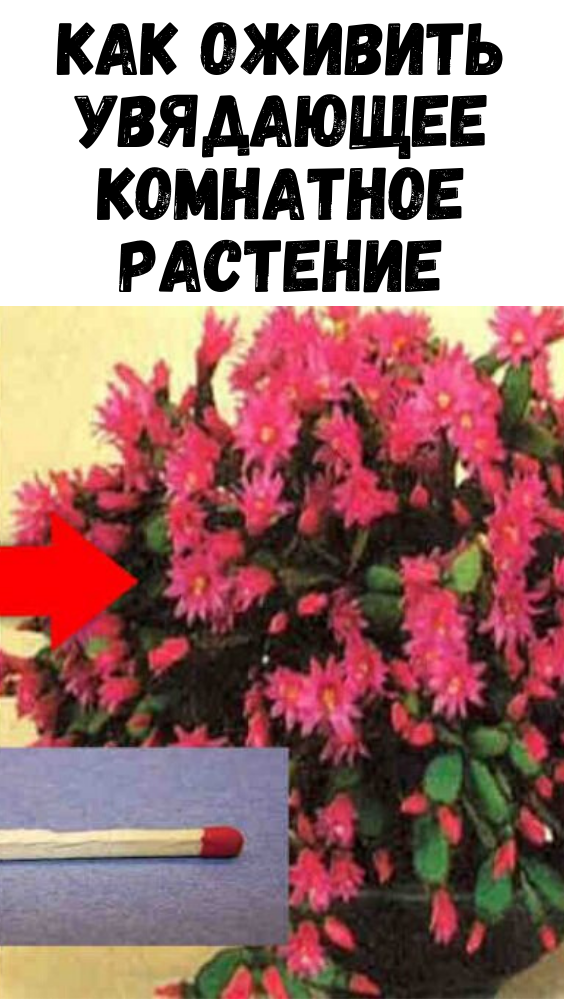 Как оживить увядающее комнатное растение