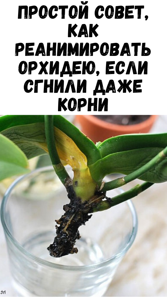 Простой совет, как реанимировать орхидею, если сгнили даже корни