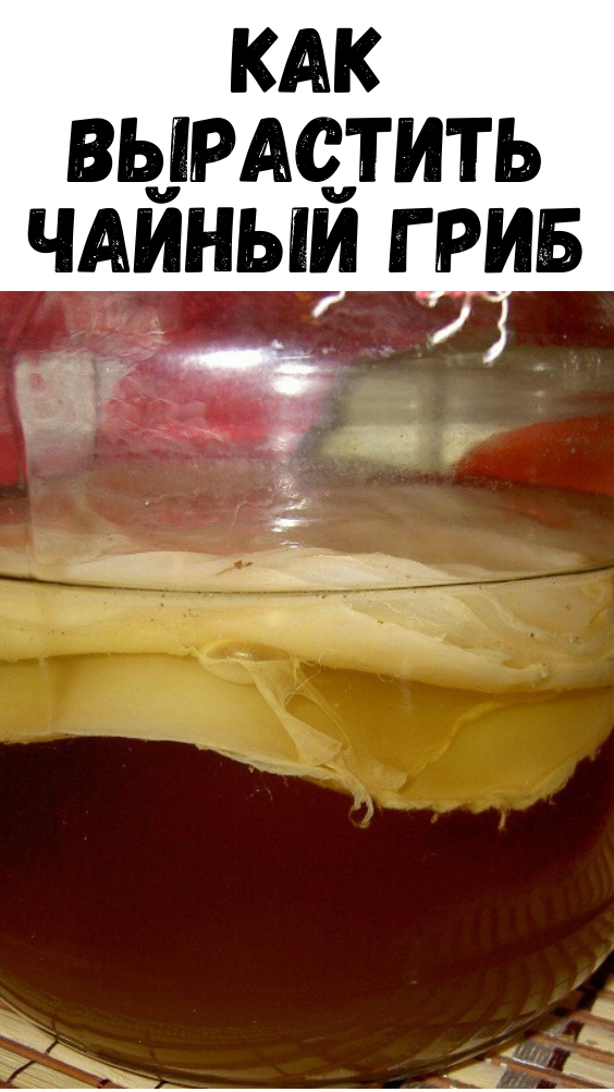 Как вырастить чайный гриб