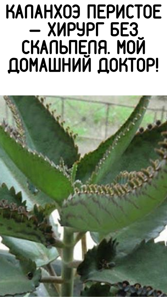 КАЛАНХОЭ ПЕРИСТОЕ — ХИРУРГ БЕЗ СКАЛЬПЕЛЯ. МОЙ ДОМАШНИЙ ДОКТОР!