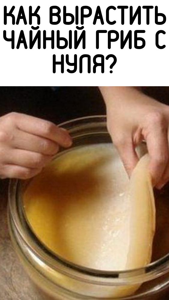 Как вырастить чайный гриб с нуля?