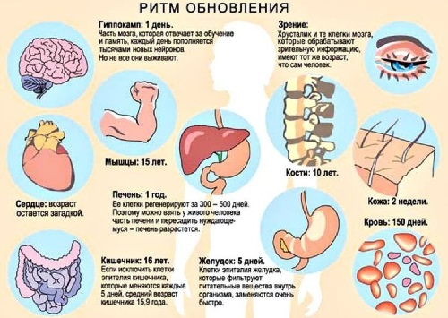 Сроки обновления клеток организма