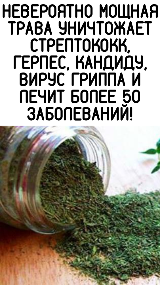 Невероятно мощная трава уничтожает стрептококк, герпес, кандиду, вирус гриппа и лечит более 50 заболеваний!