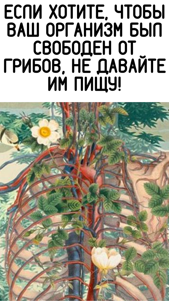 Если хотите, чтобы Ваш организм был свободен от грибов, не давайте им пищу!
