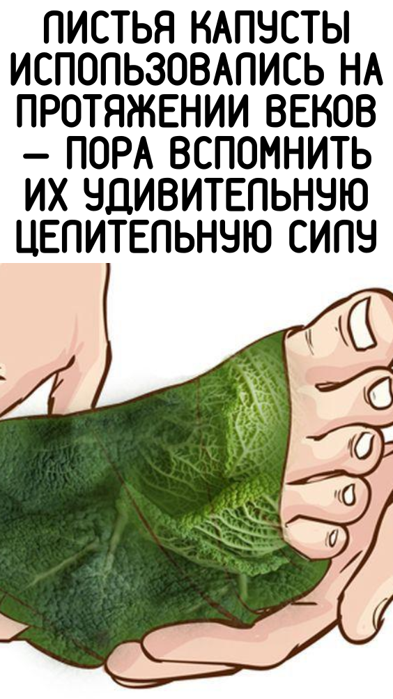 ЛИСТЬЯ КАПУСТЫ ИСПОЛЬЗОВАЛИСЬ НА ПРОТЯЖЕНИИ ВЕКОВ — ПОРА ВСПОМНИТЬ ИХ УДИВИТЕЛЬНУЮ ЦЕЛИТЕЛЬНУЮ СИЛУ