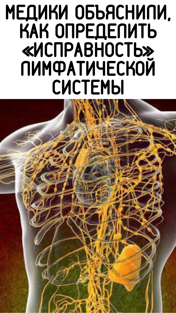 Медики объяснили, как определить «исправность» лимфатической системы
