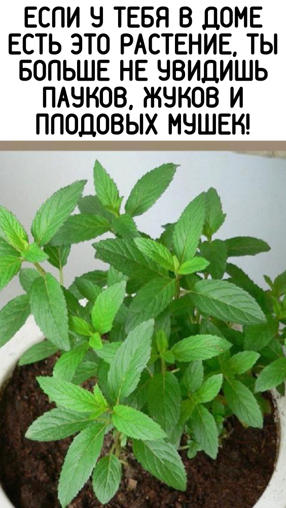 Если у тебя в доме есть это растение, ты больше не увидишь пауков, жуков и плодовых мушек!