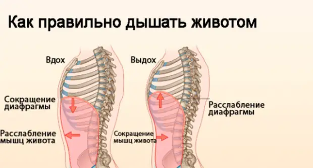 Насколько полезно дыхание животом