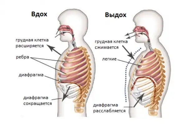 Дыхательная техника при вирусных заболеваниях Дыхательная техника при вирусных заболеваниях