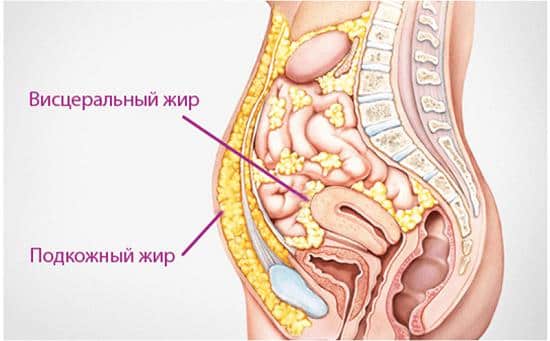 О чем говорят жировые отложения в разных частях тела и как с этим бороться О чем говорят жировые отложения в разных частях тела и как с этим бороться