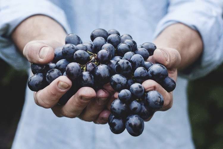 Продукты с высоким уровнем p-H для красоты и здоровья