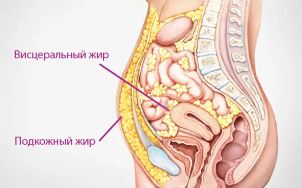 Опасность висцерального жира в брюшной полости. Как от него избавиться