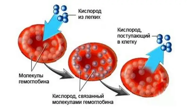 Симптомы и неочевидные нюансы низкого гемоглобина