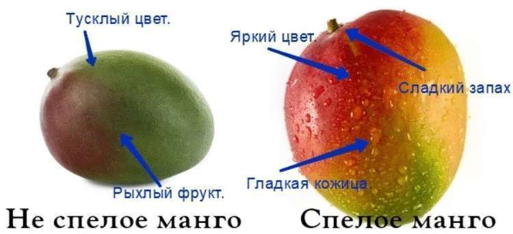 Как выбрать манго, чтобы оно было спелым и вкусным Как выбрать манго, чтобы оно было спелым и вкусным