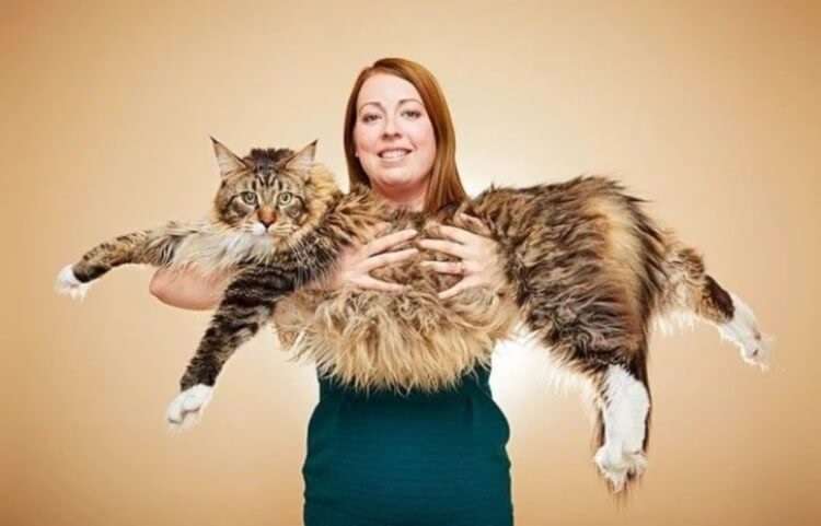 20 фактов о кошачьих, которые вы 100% не знали