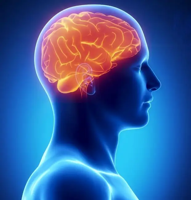 Как остановить старение мозга