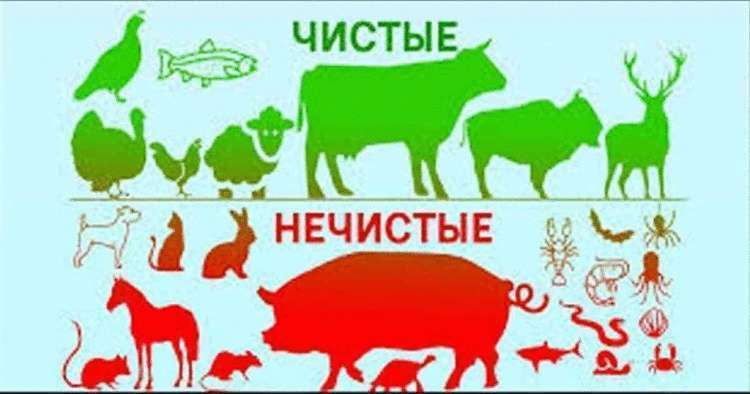 Существенная разница между животными Существенная разница между животными