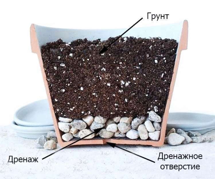 Правильный и эффективный уход за денежным деревом Правильный и эффективный уход за денежным деревом