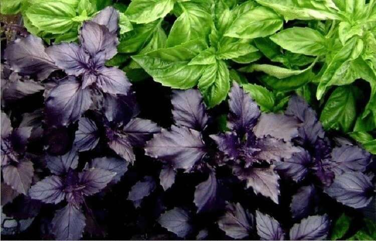 Мощный природный антиоксидант и супер-здоровый естественный антибиотик!
