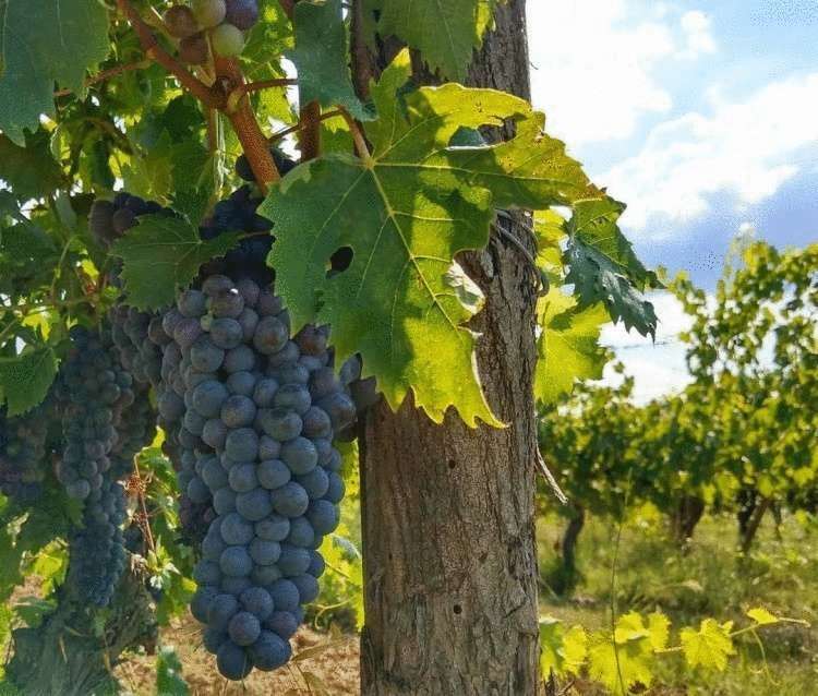 8 «омолаживающих» продуктов, за которые организм и кожа скажут спасибо