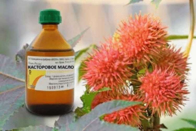 Полезные качества касторового масла в сочетании с содой