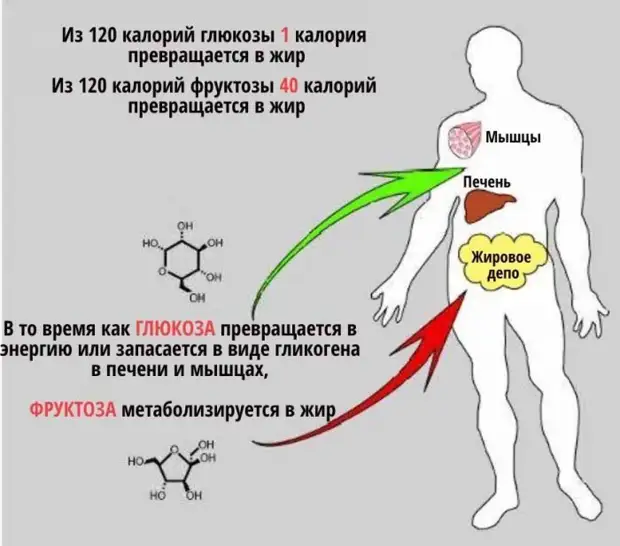 Как фруктоза приводит к диабету