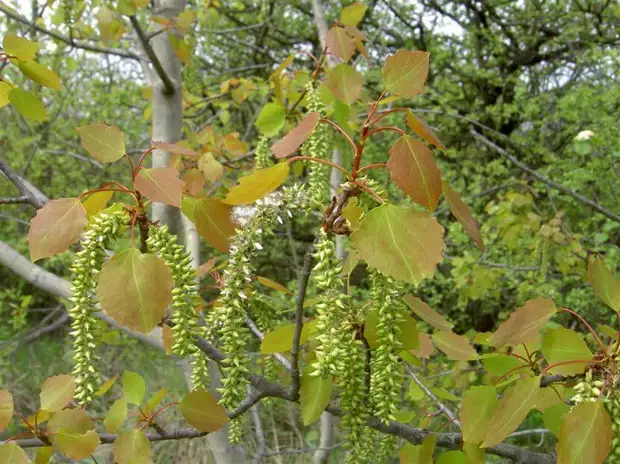 Рецепты лечения почками и листьями осины