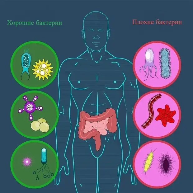 Как сбалансировать кишечную микрофлору