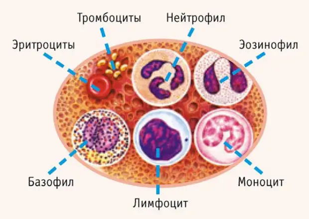 Памятка по общему анализу крови