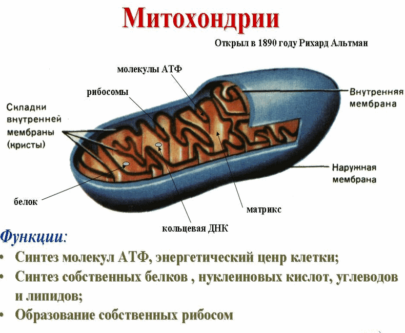 Как оздоровить митохондрии и продлить себе жизнь