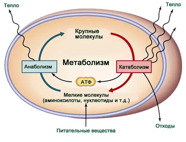 Как ускорить метаболизм