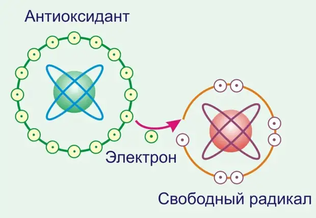 100 продуктов с наибольшей антиаксидотивной способностью