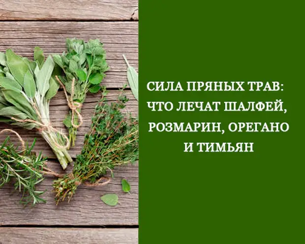 Что лечат шалфей, розмарин, орегано и тимьян