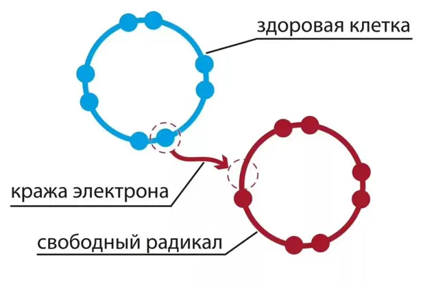 100 продуктов с наибольшей антиаксидотивной способностью