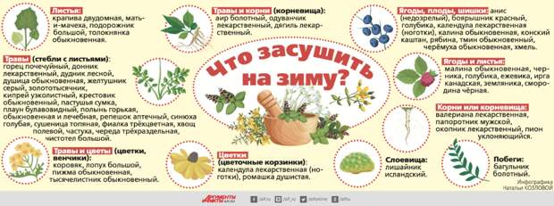 Какие лекарственные растения засушить на зиму