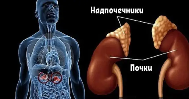 Как определить, есть ли у вас проблемы с надпочечниками