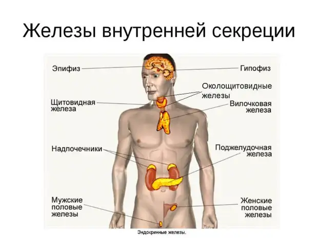 Какие органы образуют нашу эндокринную систему
