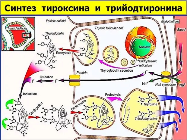 Влияние гормонов на здоровье женщины