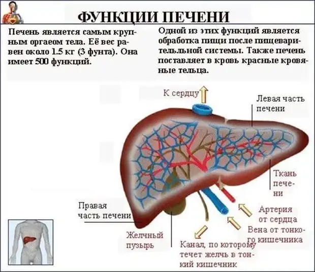Каша, которая нормализует работу печени