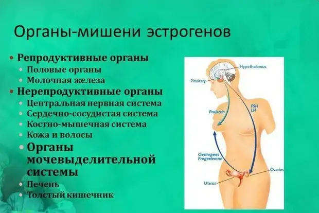 Что происходит в организме при климаксе