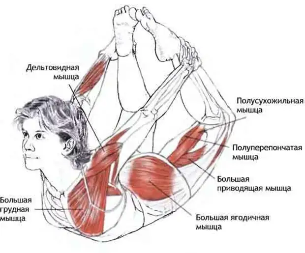 Упражнения для профилактики и лечения проблем с щитовидной железой