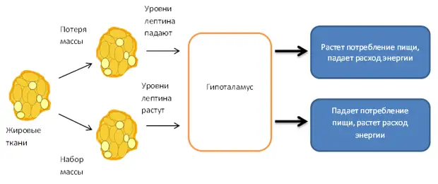 Как не испортить свой метаболизм